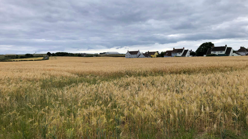 Einige Häuser hinter einem goldenen Weizenfeld