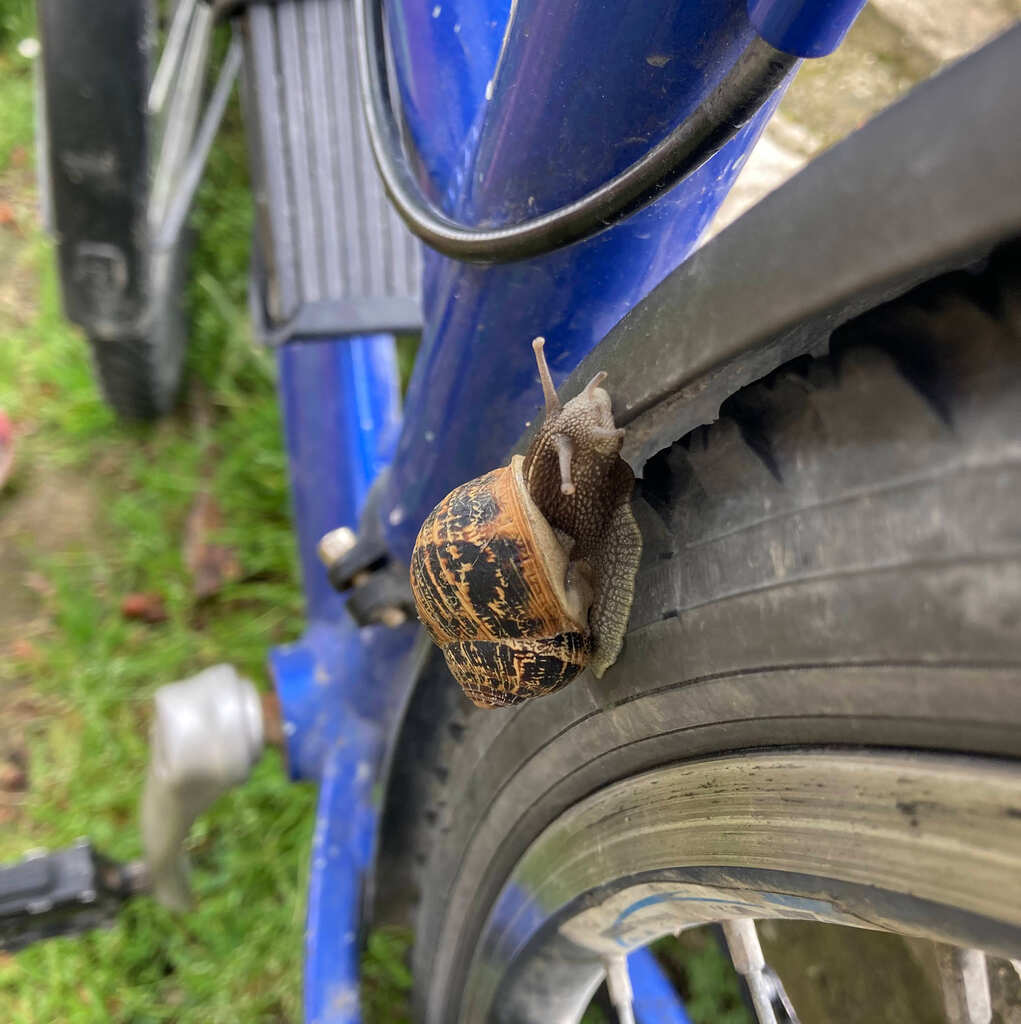Eine Schnecke kriecht über einen Fahrradreifen