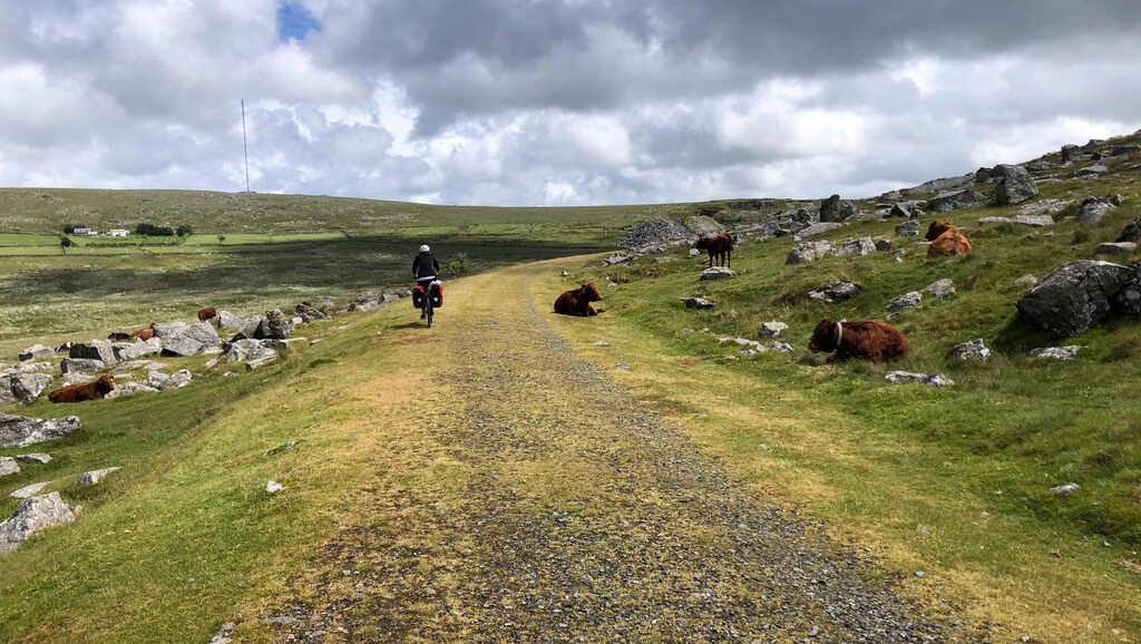 Kathi radlt über einen Schotterweg, am Rand eine Herde Rinder die zwischen Granitblöcken liegt