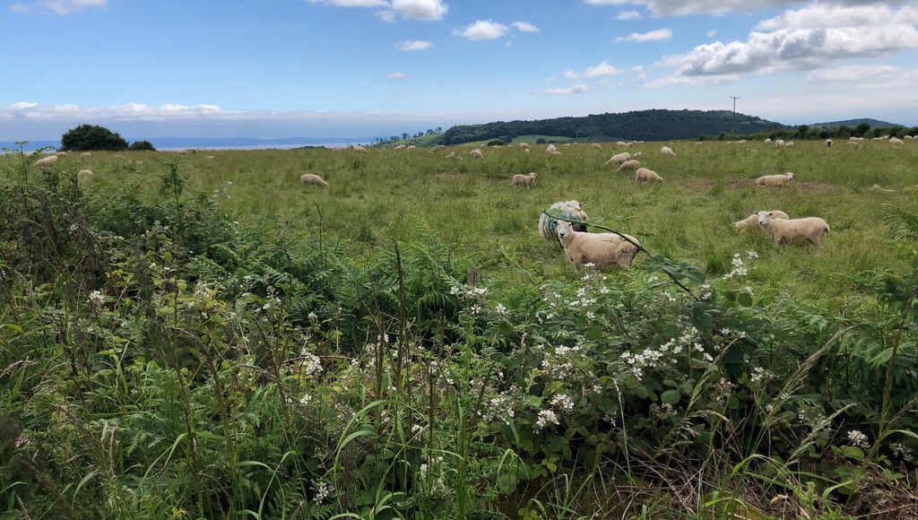 Schafe auf einer Wiese blicken her