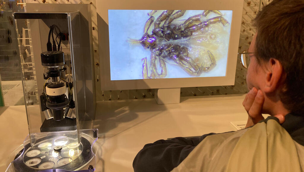 Eli sitzt an einem Mikroskop und schaut auf einen Bildschirm mit einer stark vergrößerten Zecke
