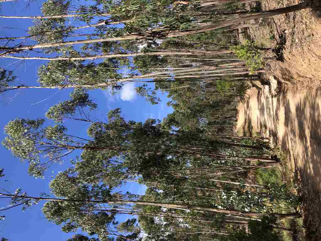 Ein Eukalyptuswald