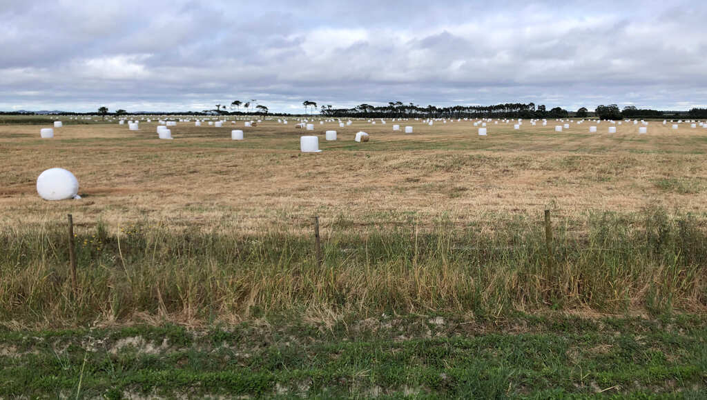 Ein weites Feld mit hunderten Heuballen in weiße Folie gepackt