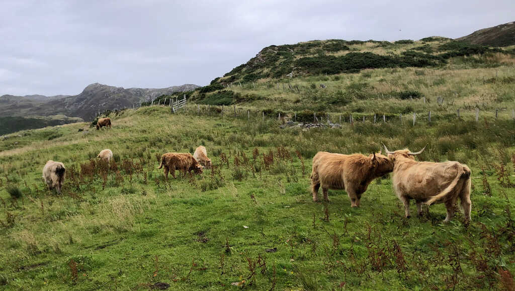 Sieben Schottische Hochlandrinder auf einer eingezäunten Wiese