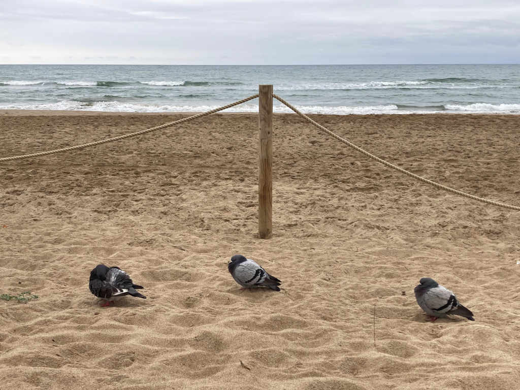 Drei Tauben sitzen im Sand