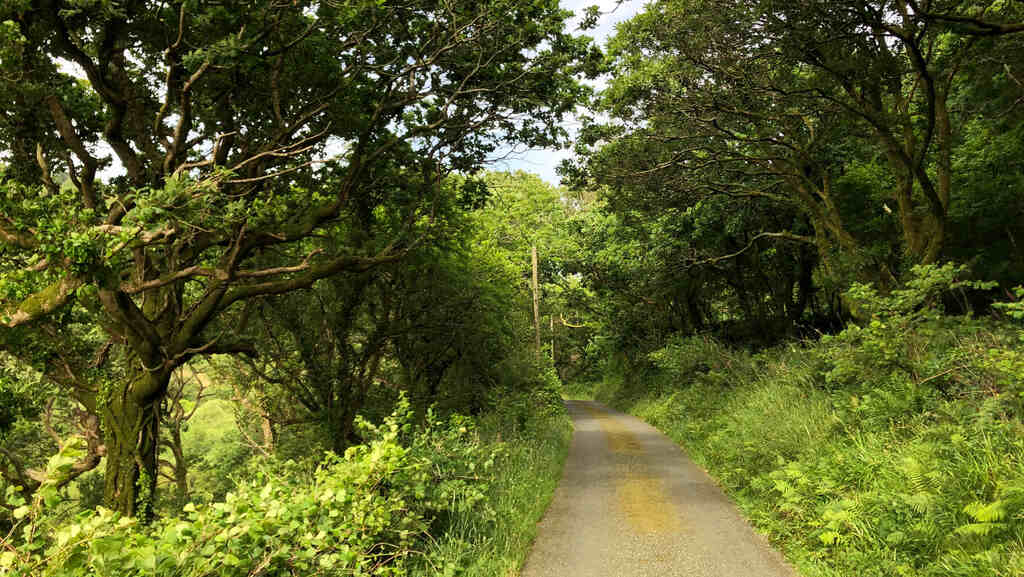 Eine Straße führt durch einen Wald mit großen Eichenbäumen