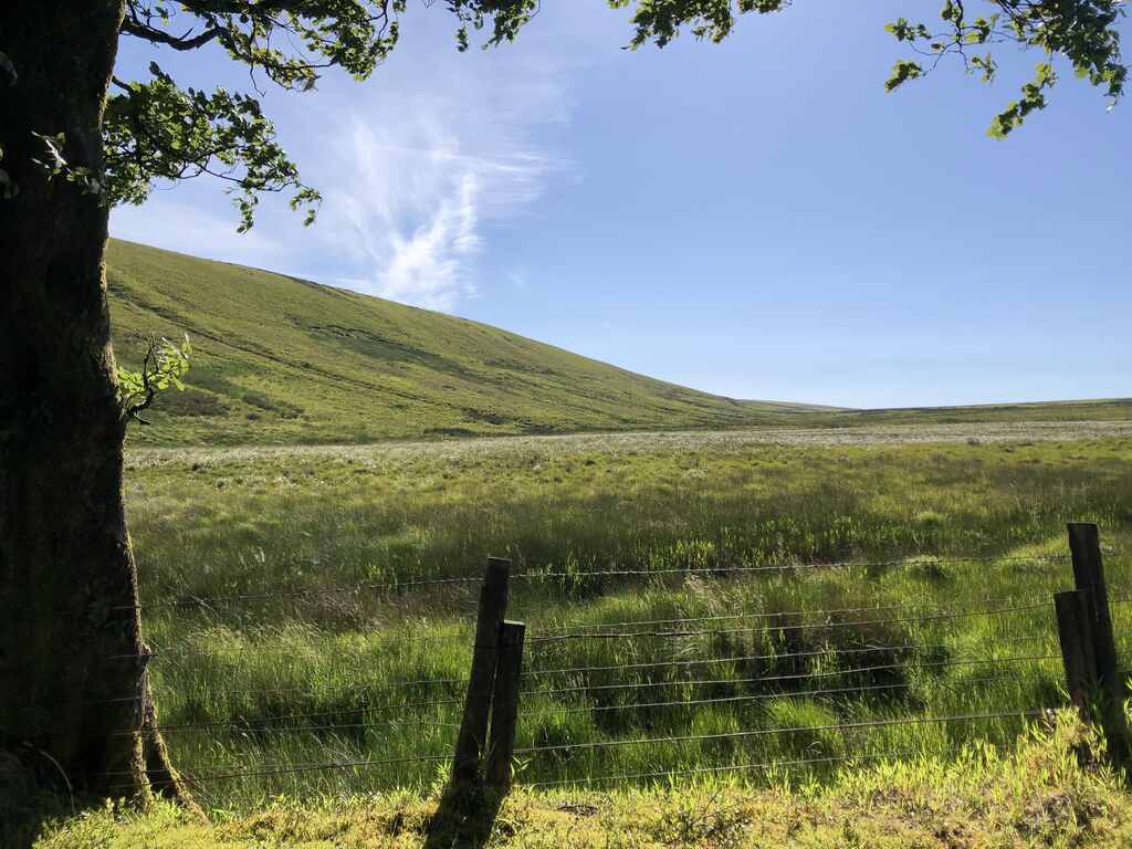 Ein Weidezaun im Schatten eines Baumes, dahinter Moorland