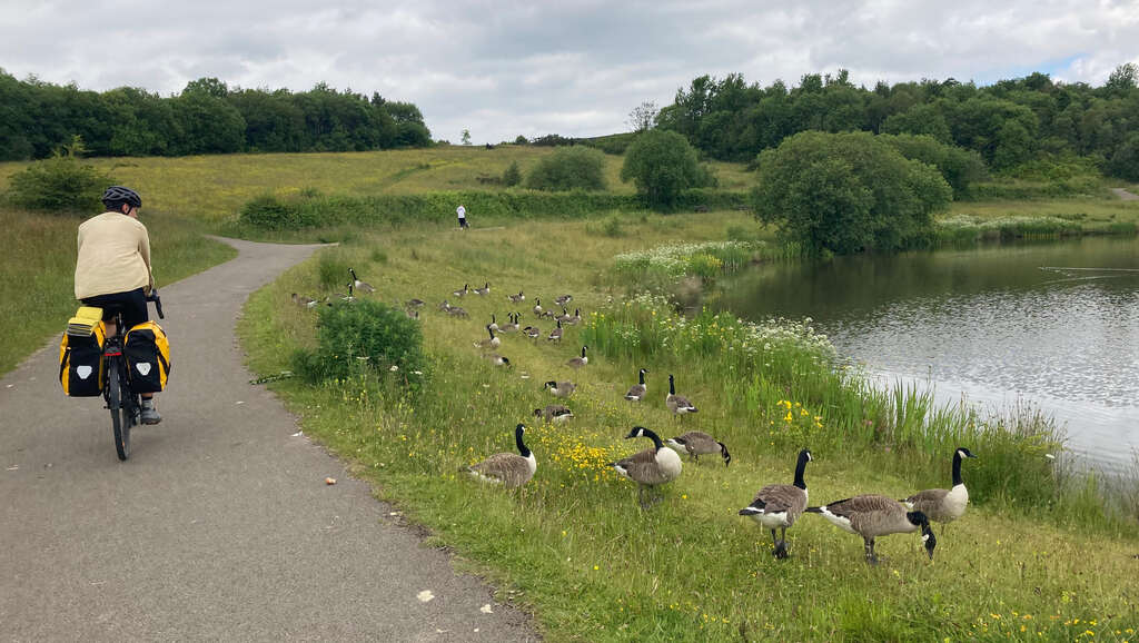 Eli radlt auf einem Weg neben einem Teich mit vielen Enten