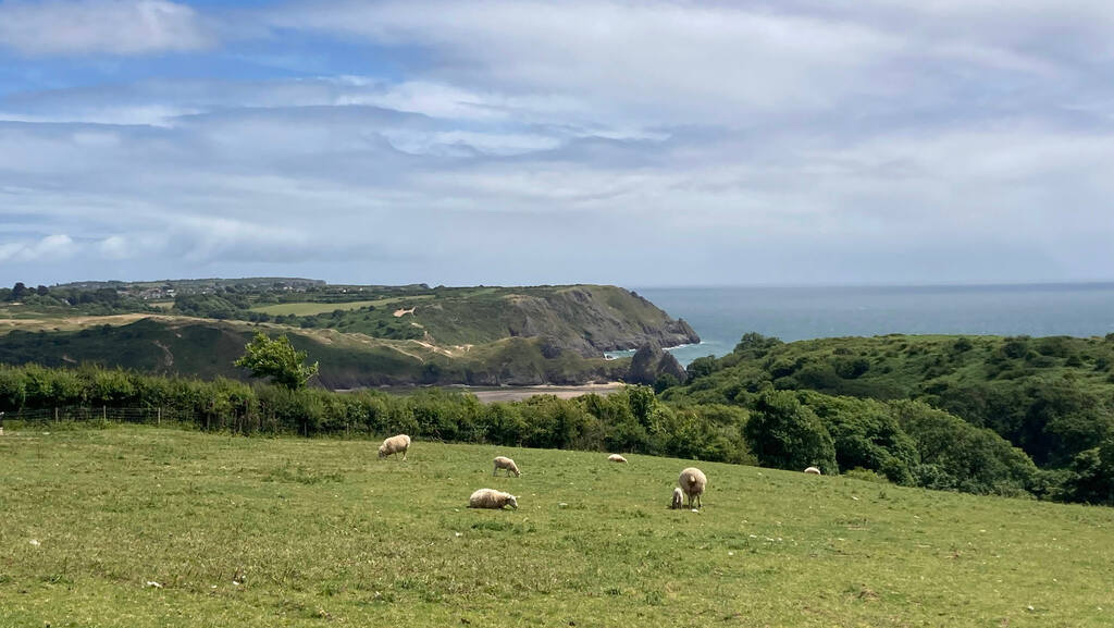 Eine Wiese mit Schafen, weit dahinter das Meer und steile Klippen