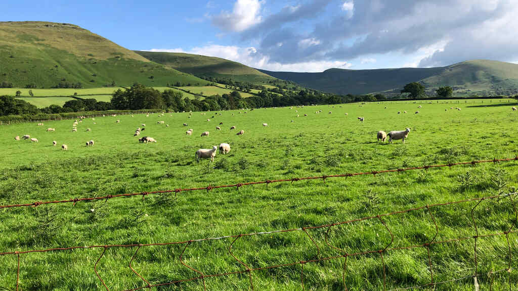 Eine Schafherde auf einer Wiese, dahinter grasbedeckte Berge