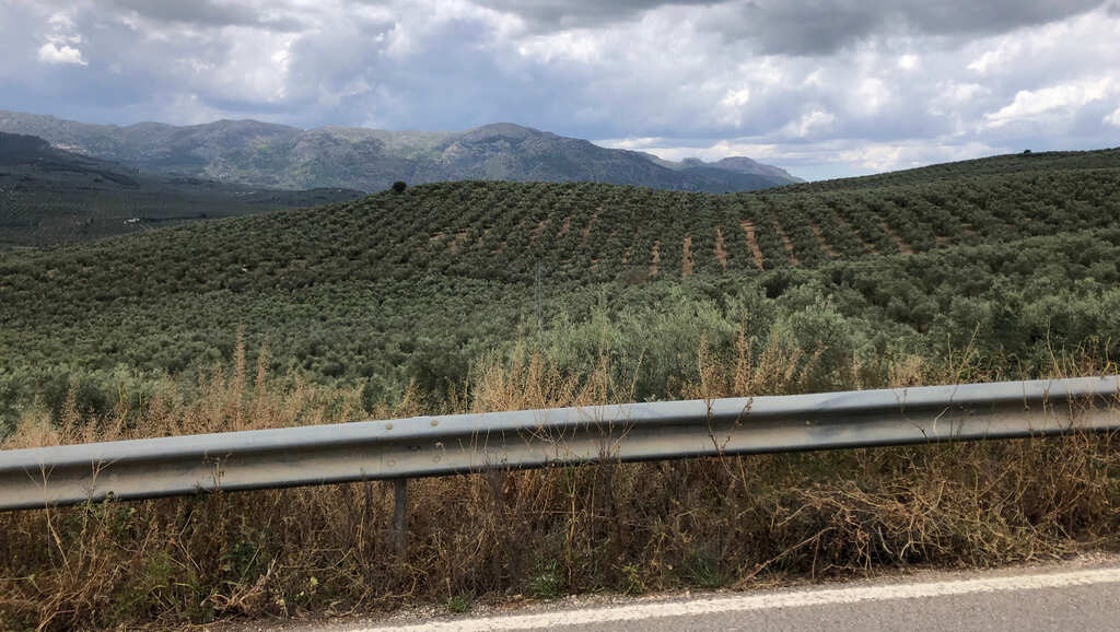 Blick über die Olivenhaine bei Villanueva