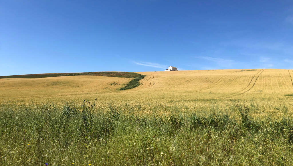 Ein weißer Hof auf einem Hügel mit goldenen Weizenfeldern