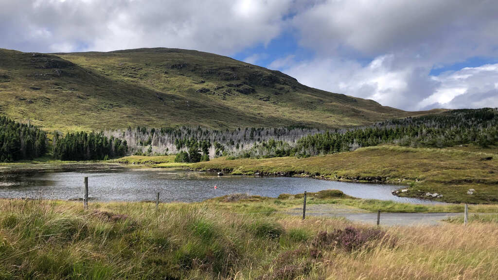 Ein See und angrenzender Nadelwald durchzogen von grauen Bäumen